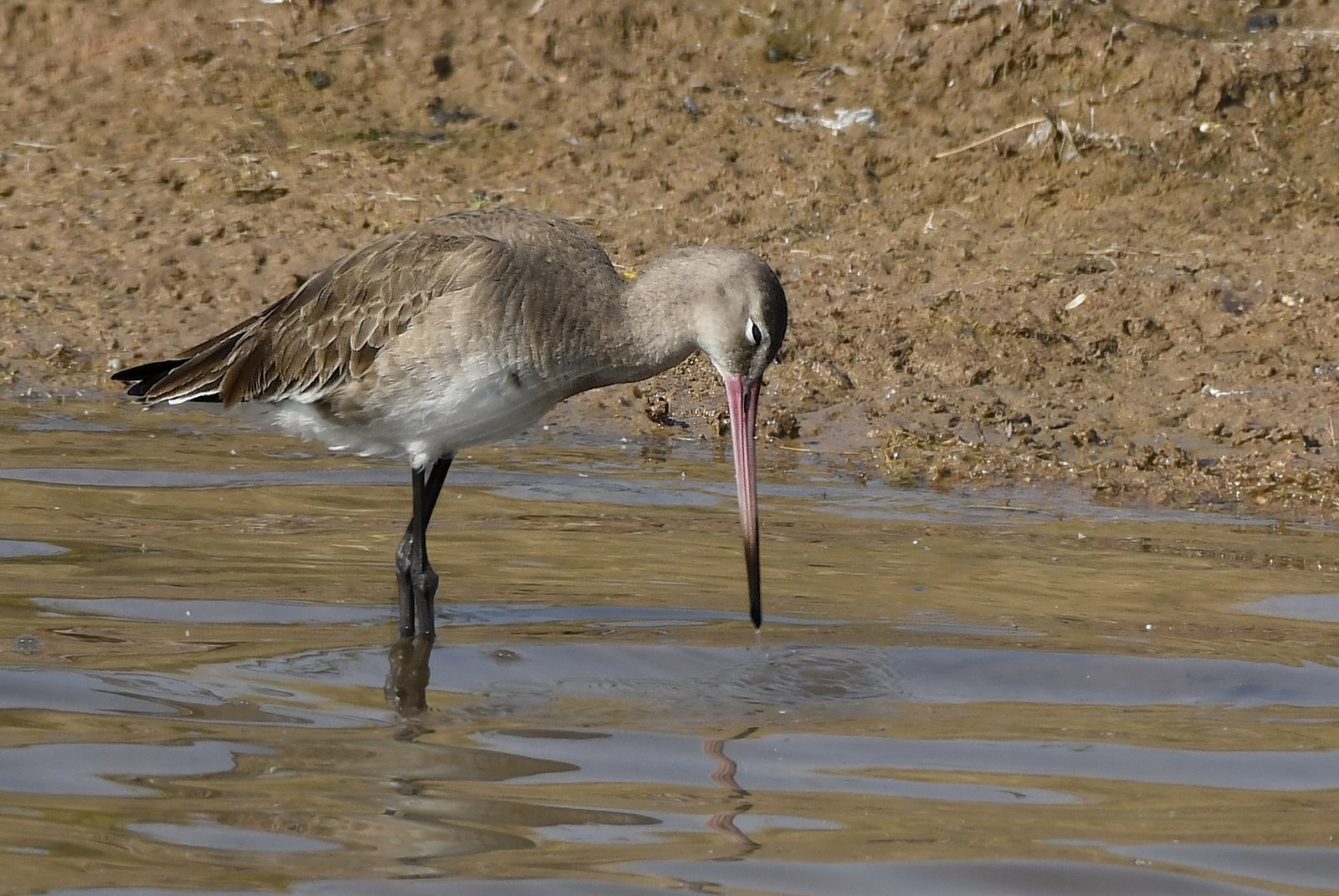Grutto (Limosa limosa)