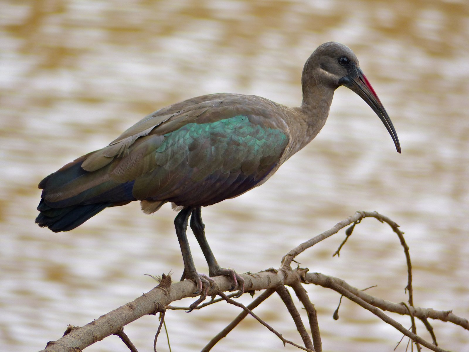 Hadada-ibis (Bostrychia hagedash)