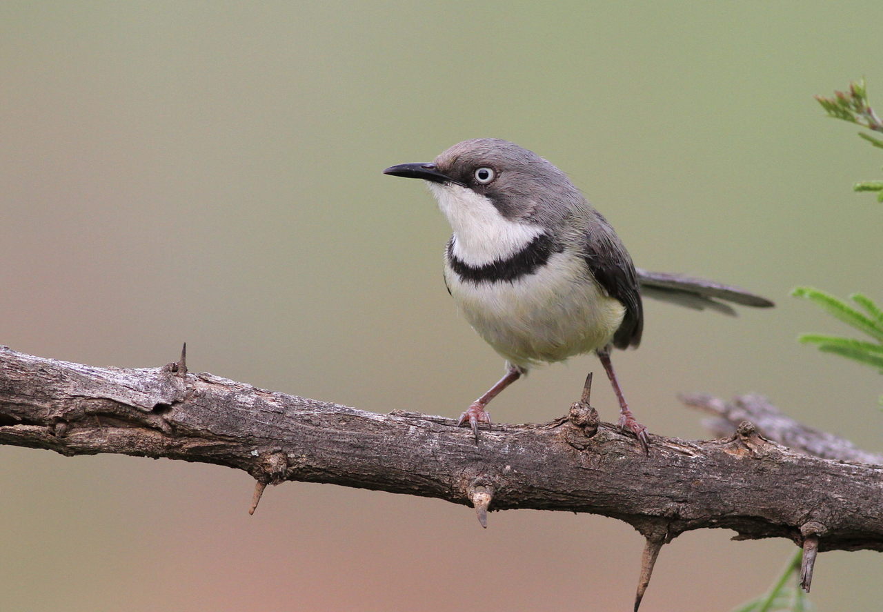 Halsbandapalis (Apalis thoracica)