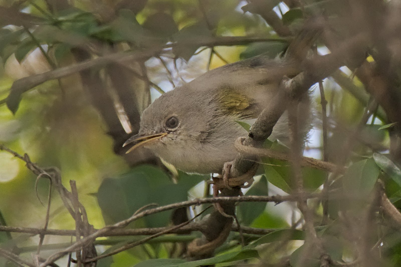 Harterts camaroptera (Camaroptera harterti)