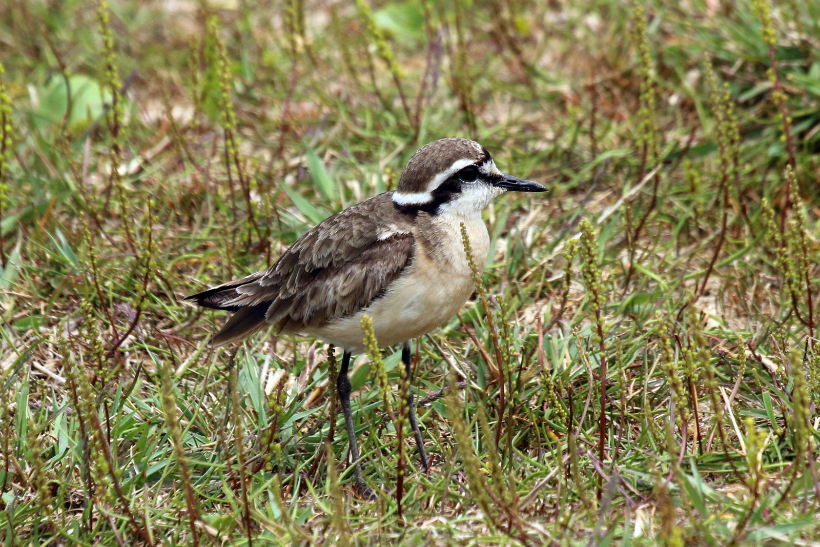Herdersplevier (Anarhynchus pecuarius)