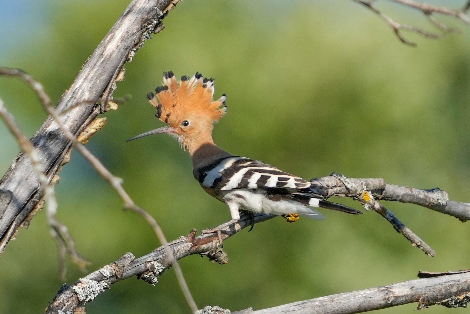 Hop (Upupa epops)