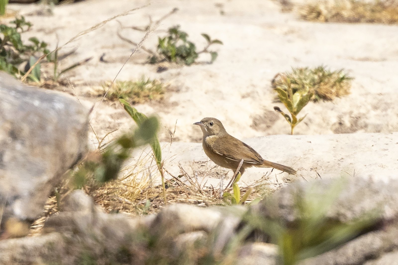 Huambograszanger (Cisticola bailunduensis)