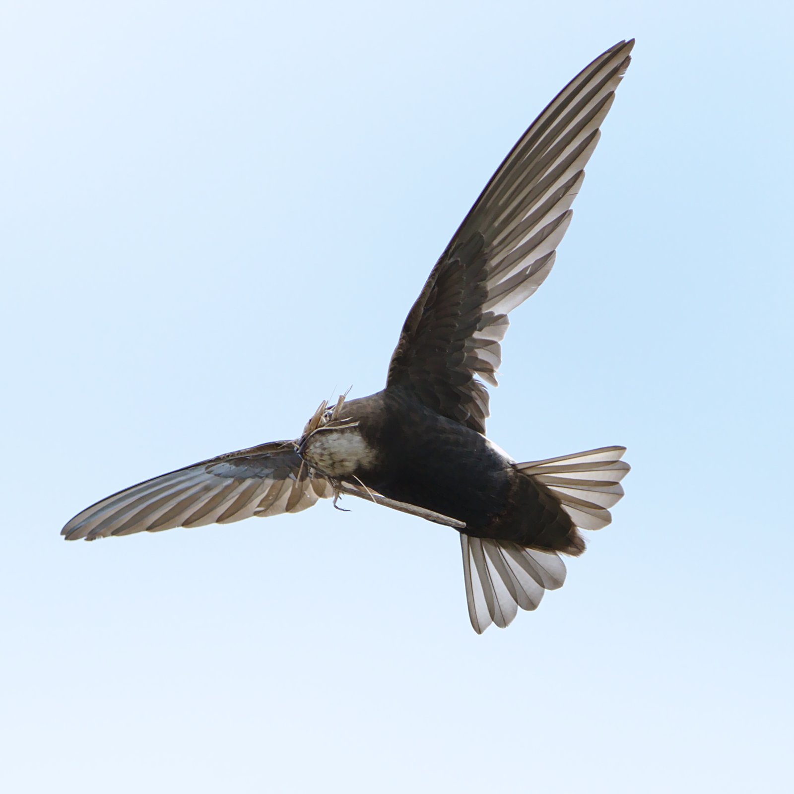 Huisgierzwaluw (Apus affinis)