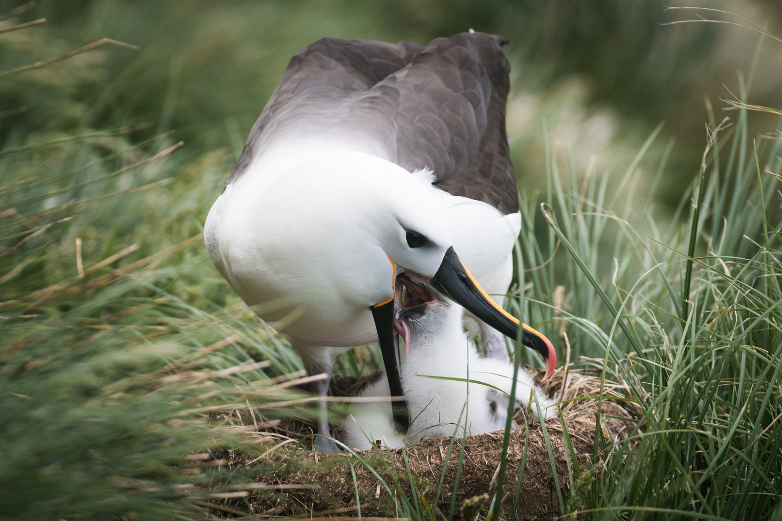 Indische geelneusalbatros (Thalassarche carteri)