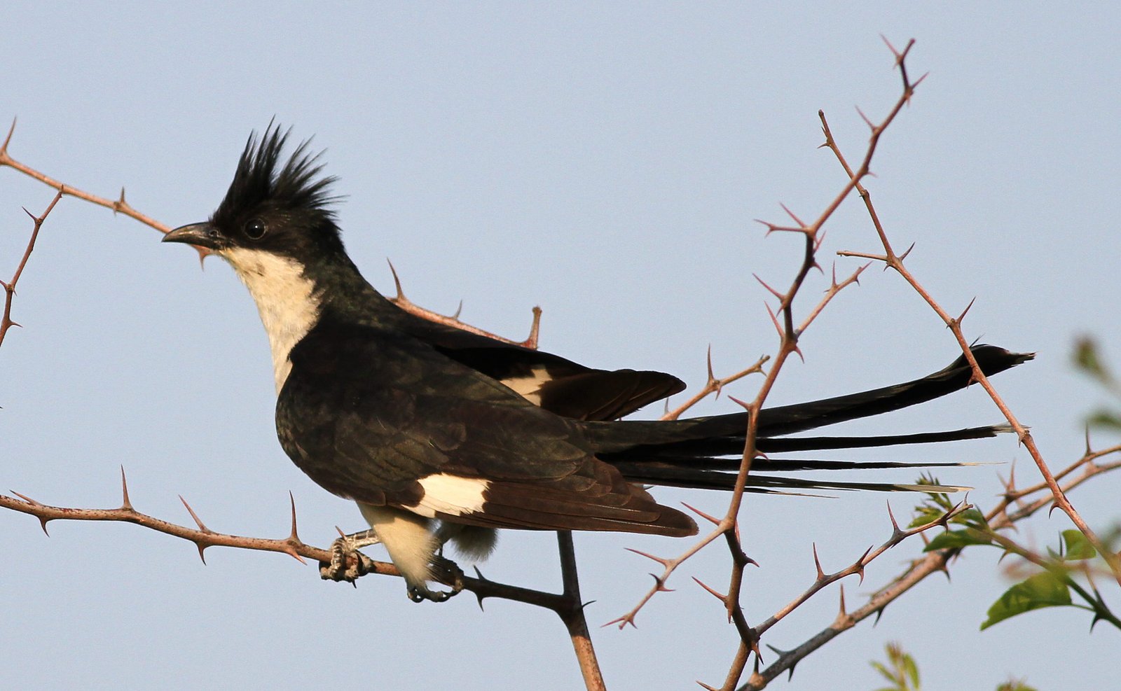 Jacobijnkoekoek (Clamator jacobinus)