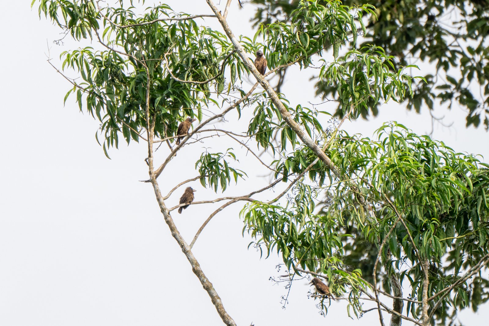 Kaalkopbaardvogel (Gymnobucco calvus)