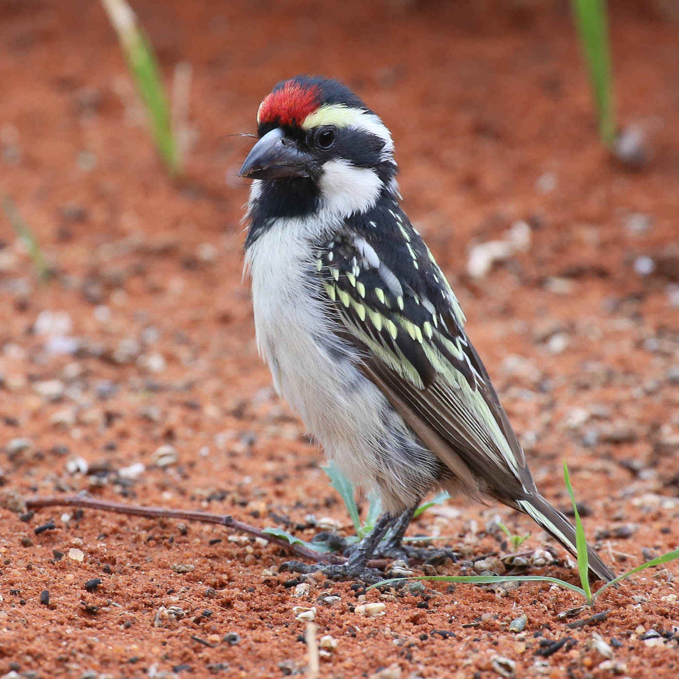 Kaapse baardvogel (Tricholaema leucomelas)