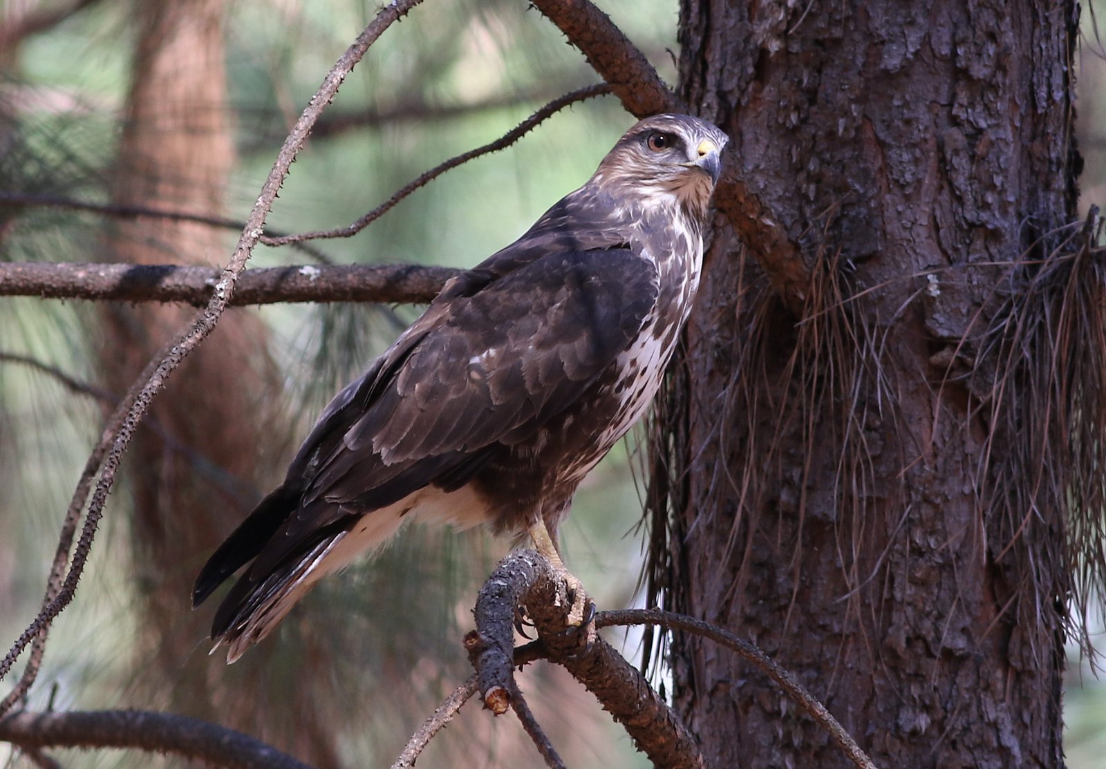 Kaapse bergbuizerd (Buteo trizonatus)