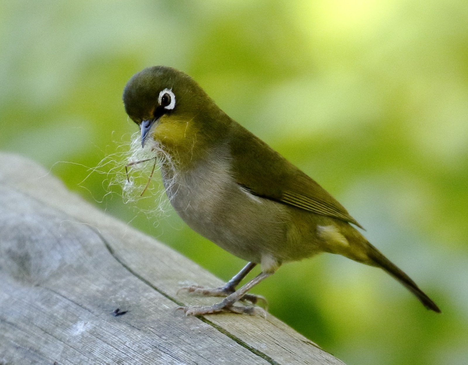 Kaapse brilvogel (Zosterops virens)