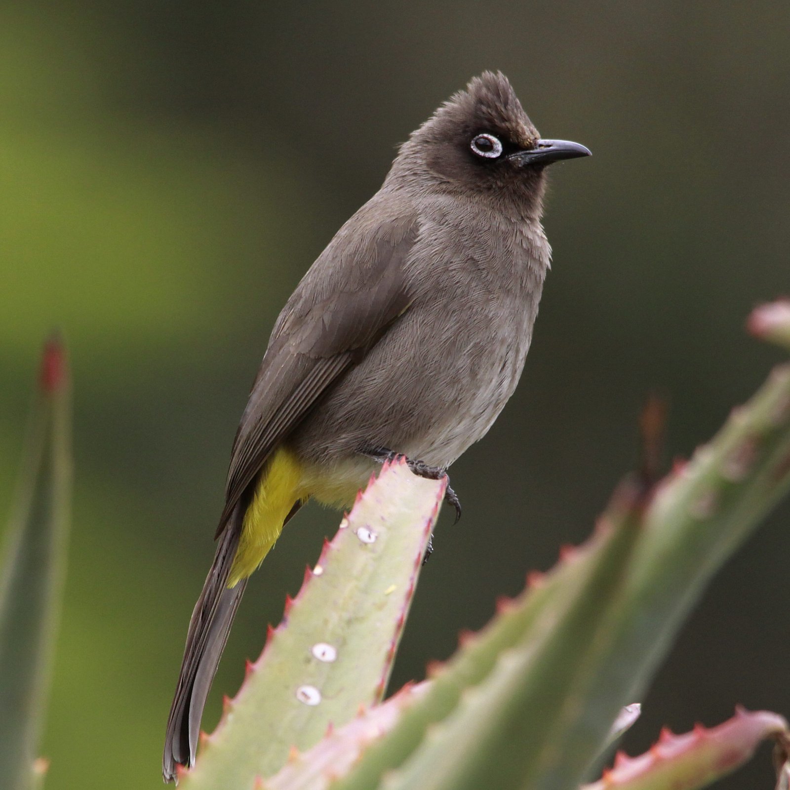 Kaapse buulbuul (Pycnonotus capensis)