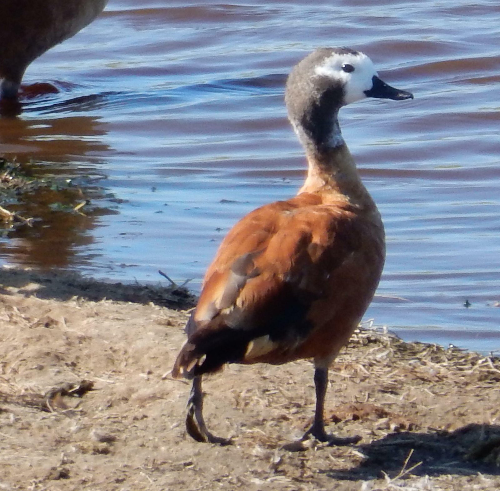 Kaapse casarca (Tadorna cana)