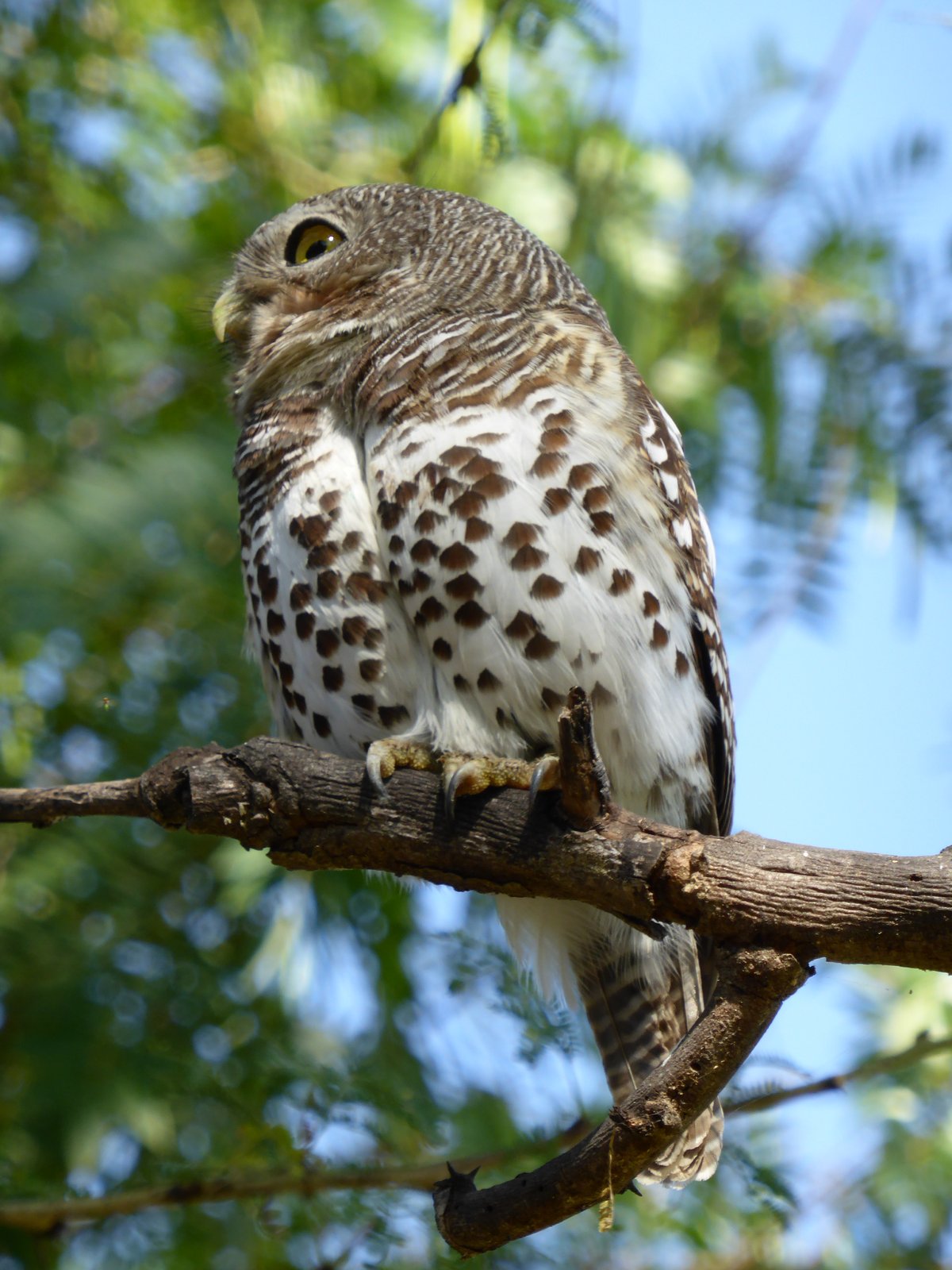 Kaapse dwerguil (Glaucidium capense)