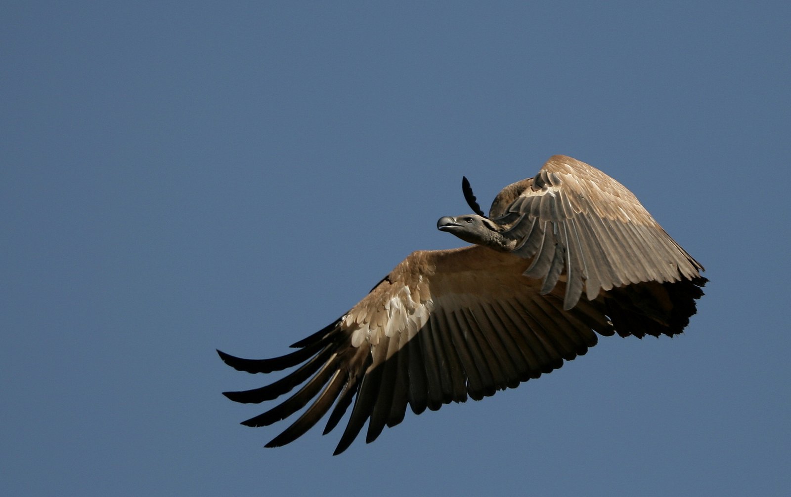 Kaapse gier (Gyps coprotheres)