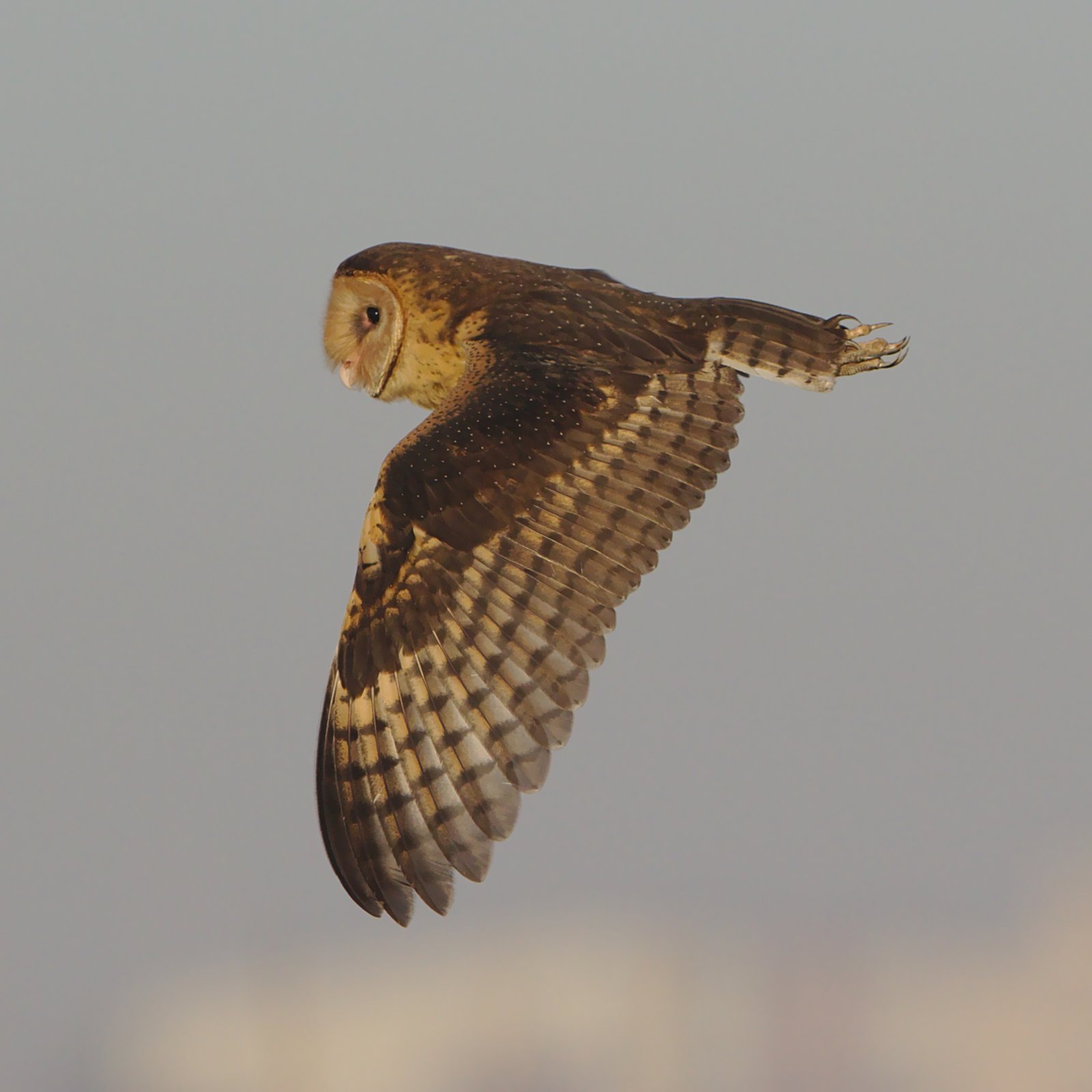 Kaapse grasuil (Tyto capensis)