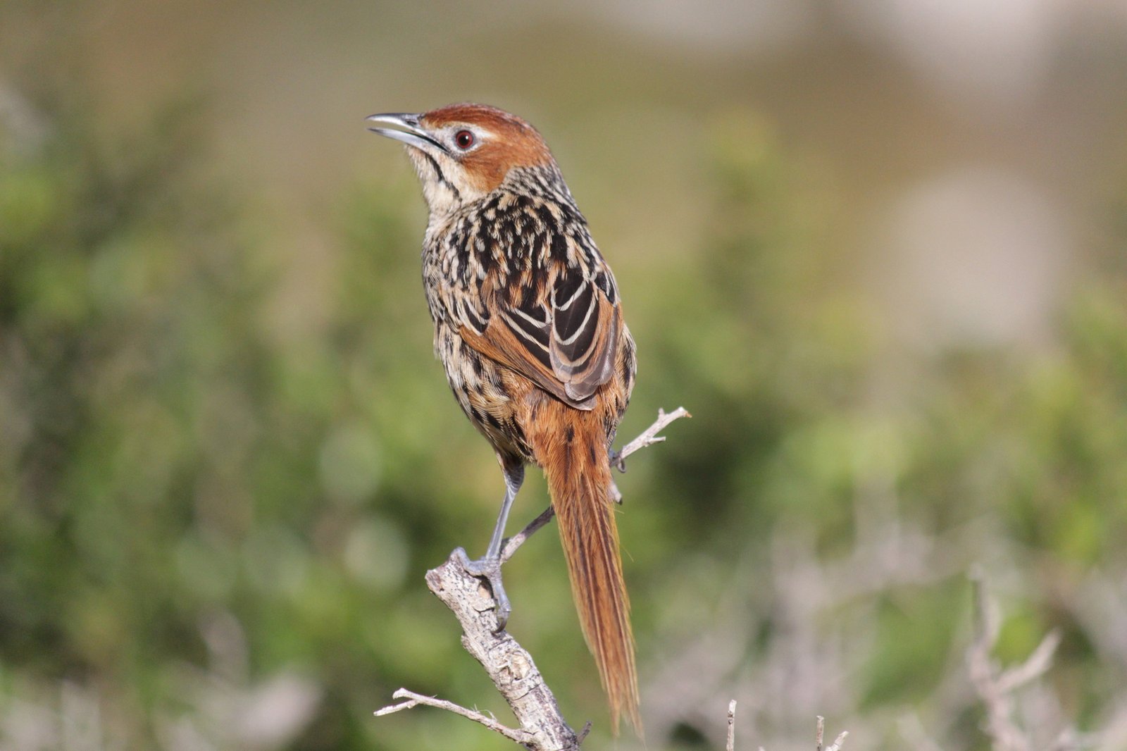 Kaapse grasvogel (Sphenoeacus afer)