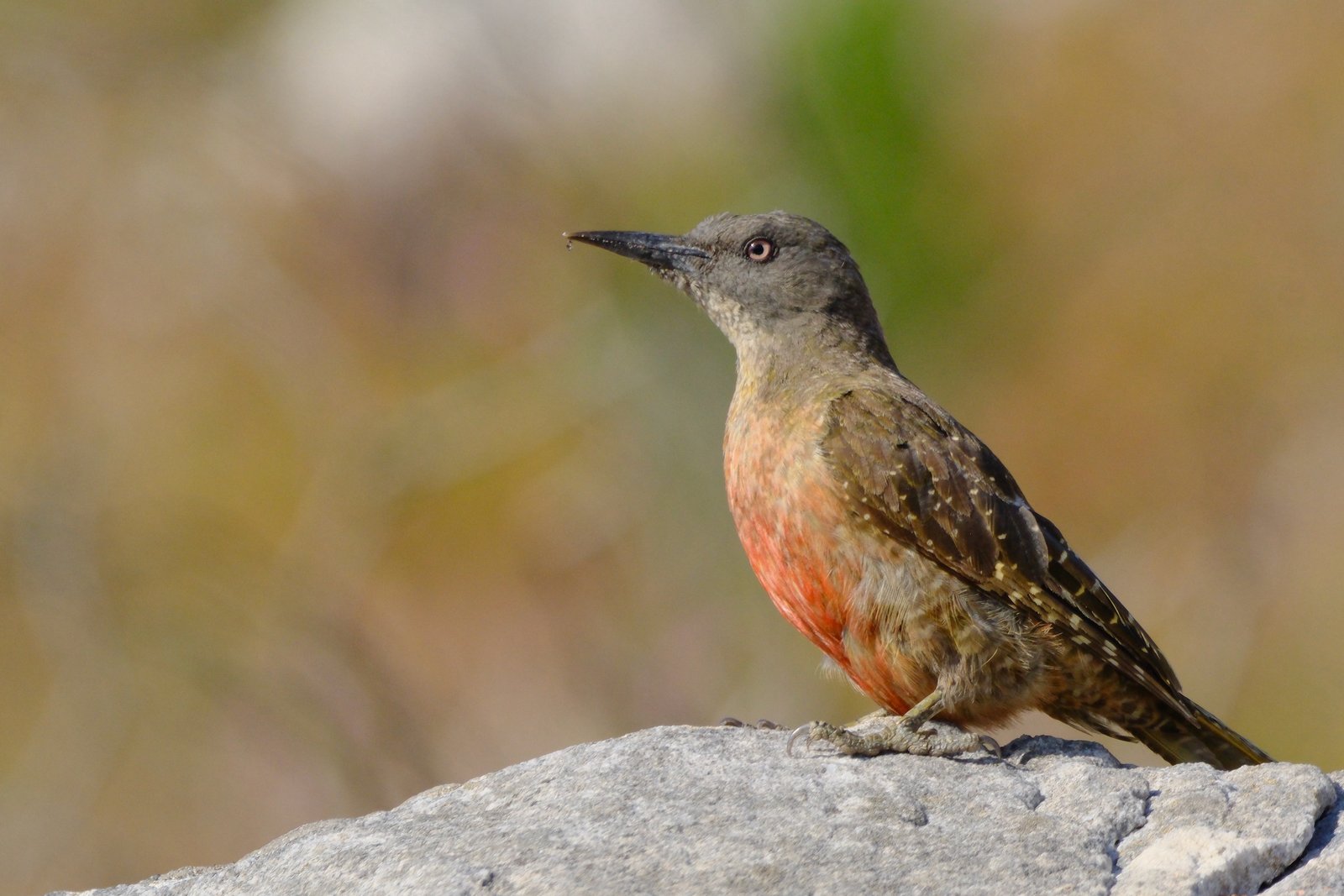 Kaapse grondspecht (Geocolaptes olivaceus)