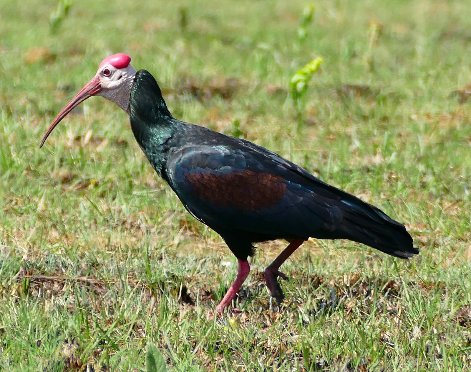 Kaapse ibis (Geronticus calvus)