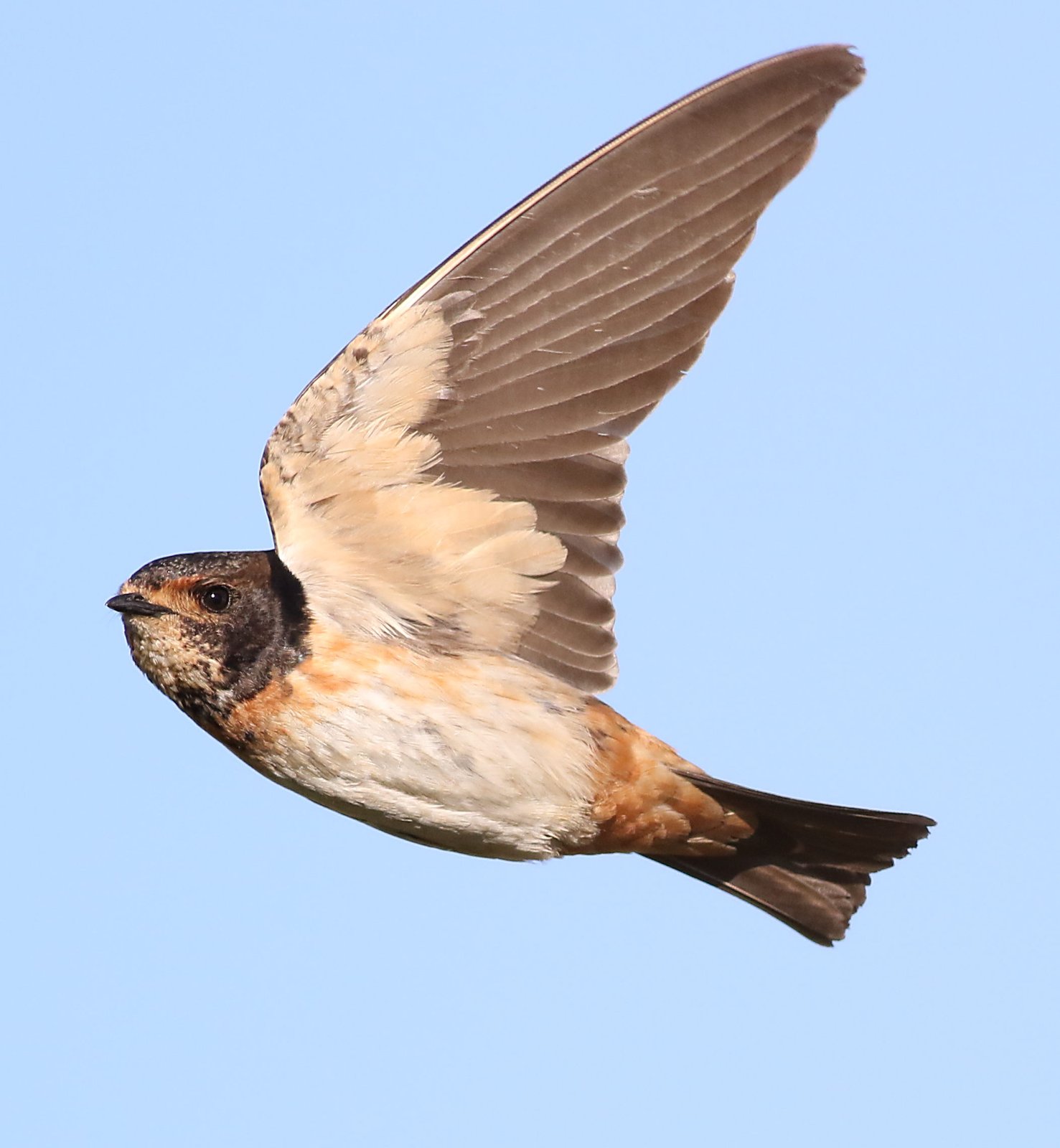 Kaapse klifzwaluw (Petrochelidon spilodera)