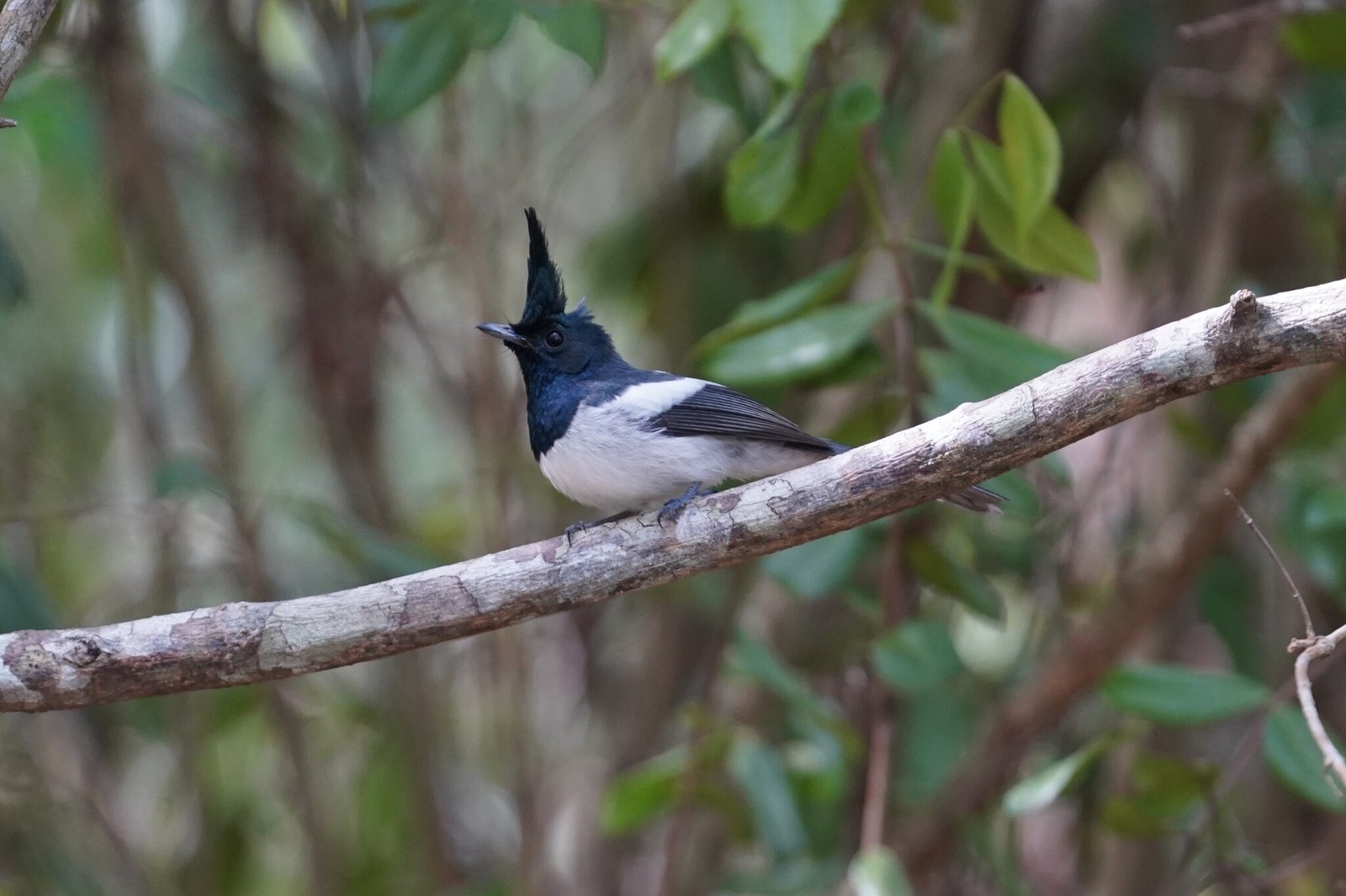 Kaapse kuifmonarch (Trochocercus cyanomelas)