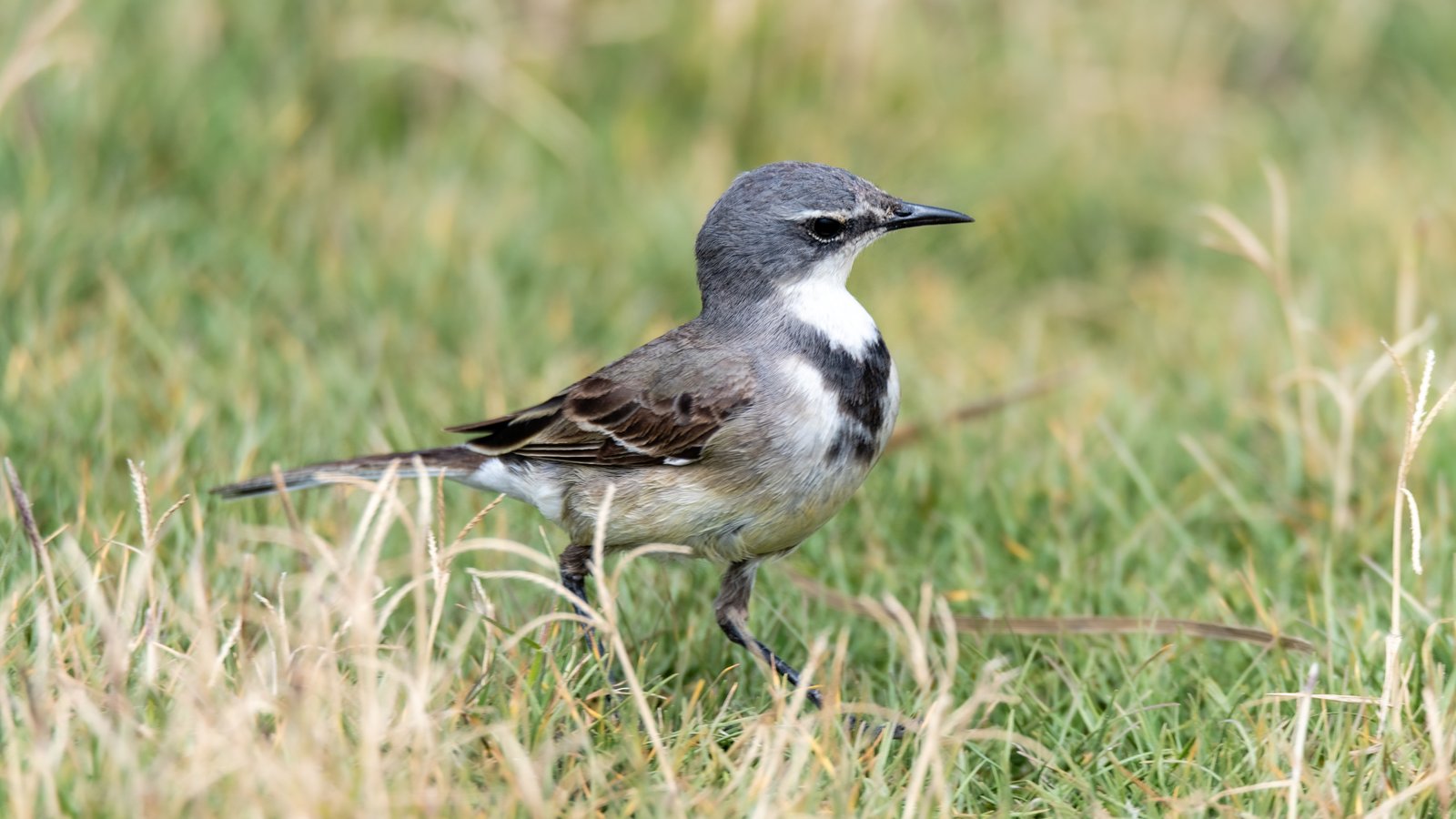 Kaapse kwikstaart (Motacilla capensis)