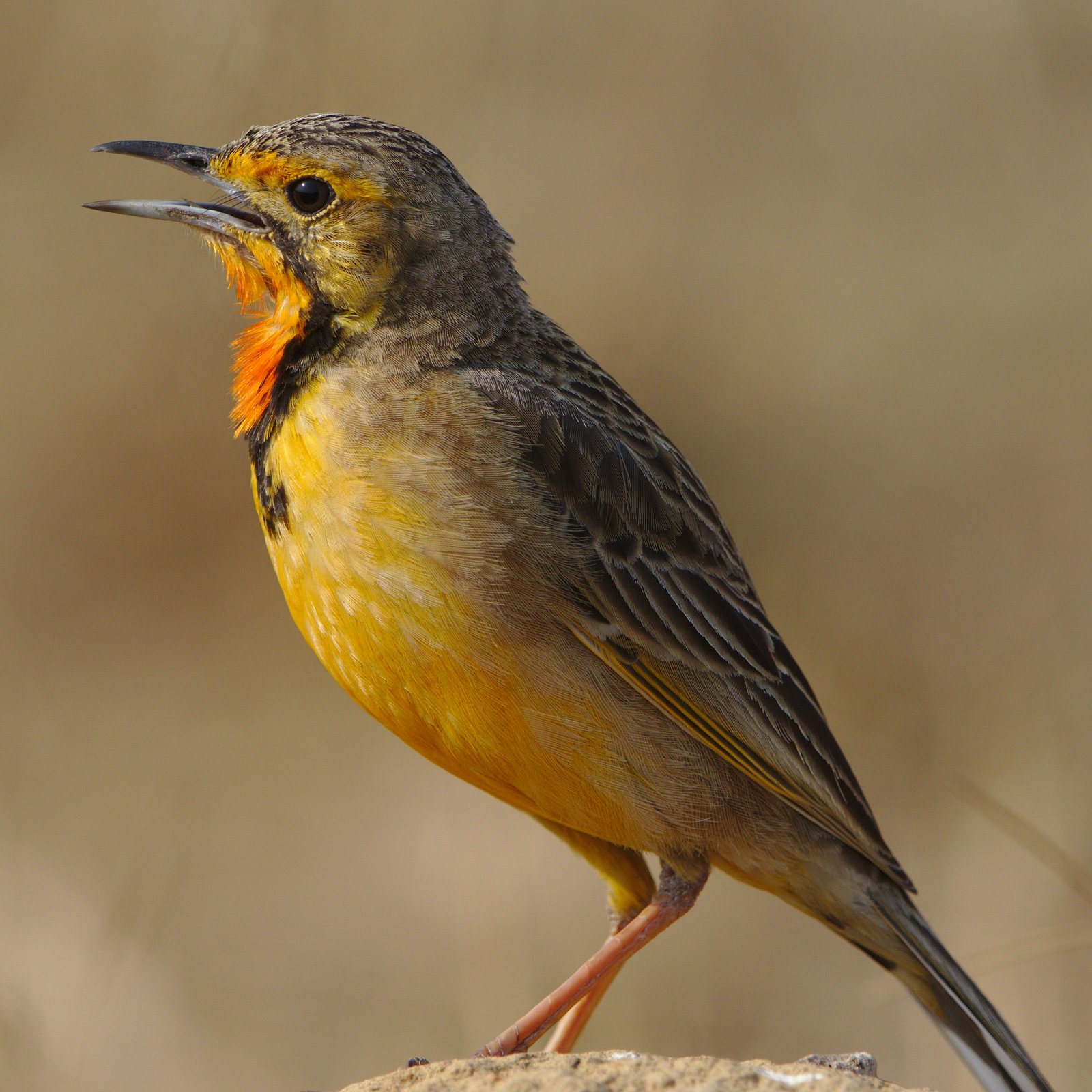 Kaapse langklauw (Macronyx capensis)