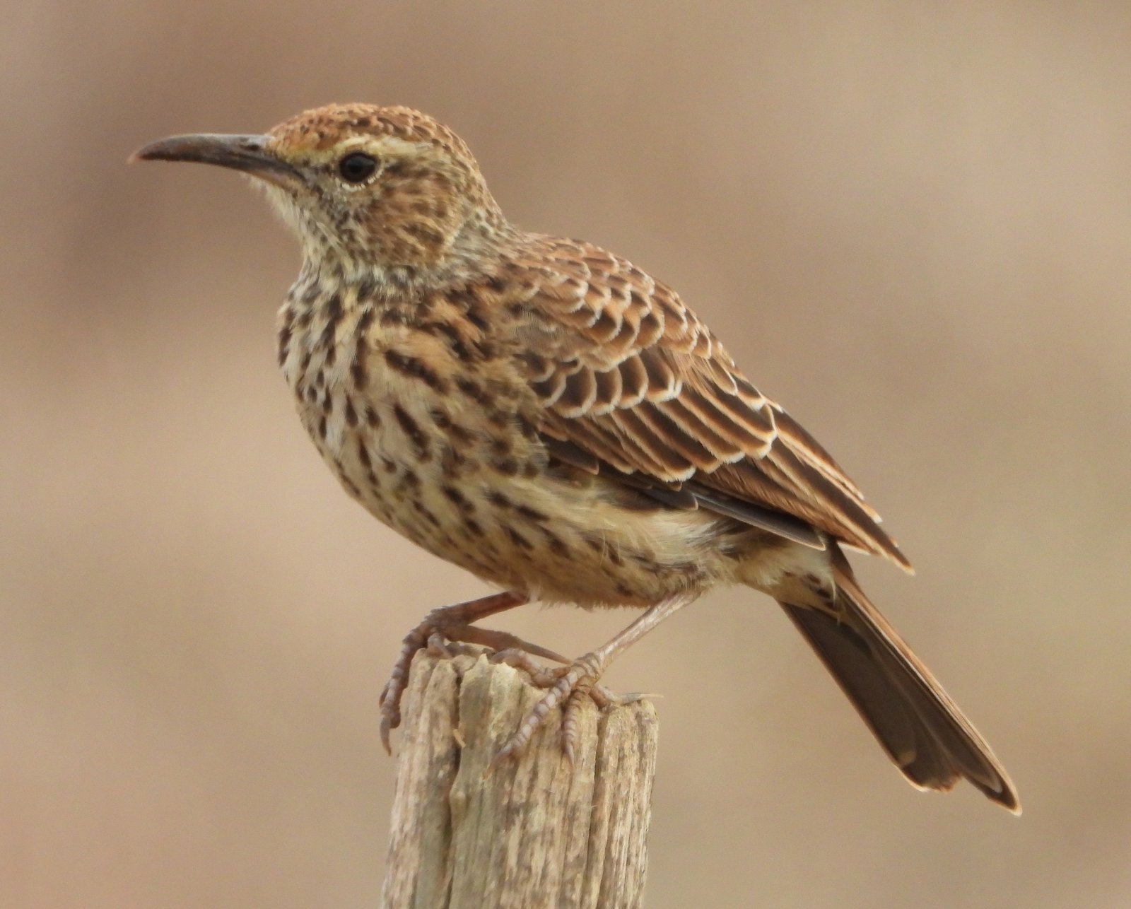 Kaapse langsnavelleeuwerik (Certhilauda curvirostris)