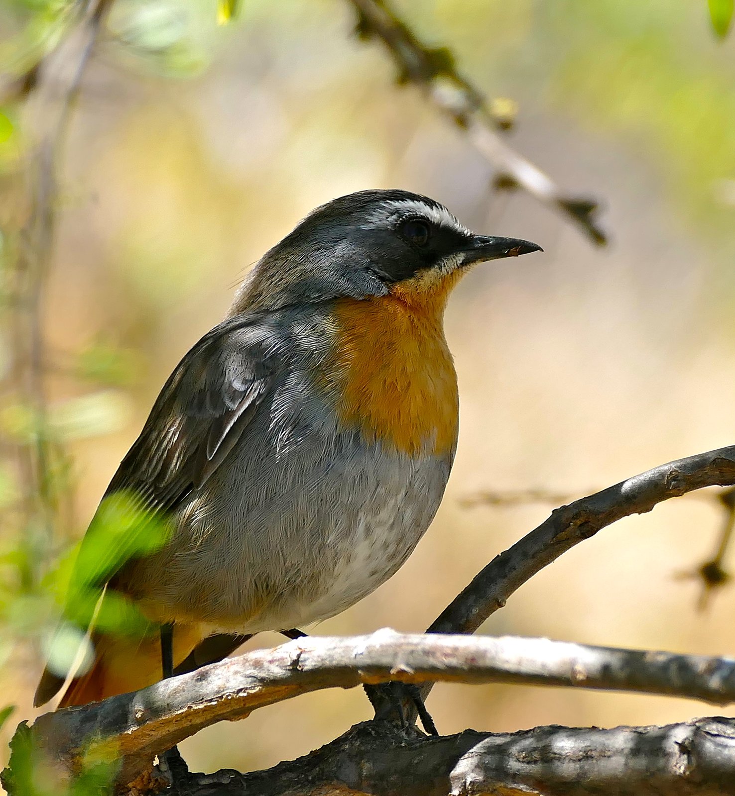 Kaapse lawaaimaker (Dessonornis caffer)
