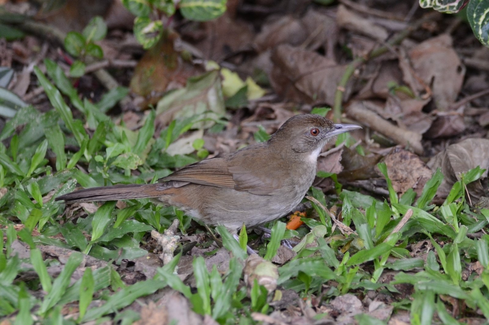 Kaapse loofbuulbuul (Phyllastrephus terrestris)