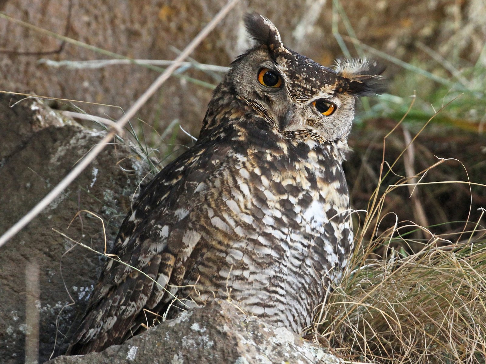 Kaapse oehoe (Bubo capensis)