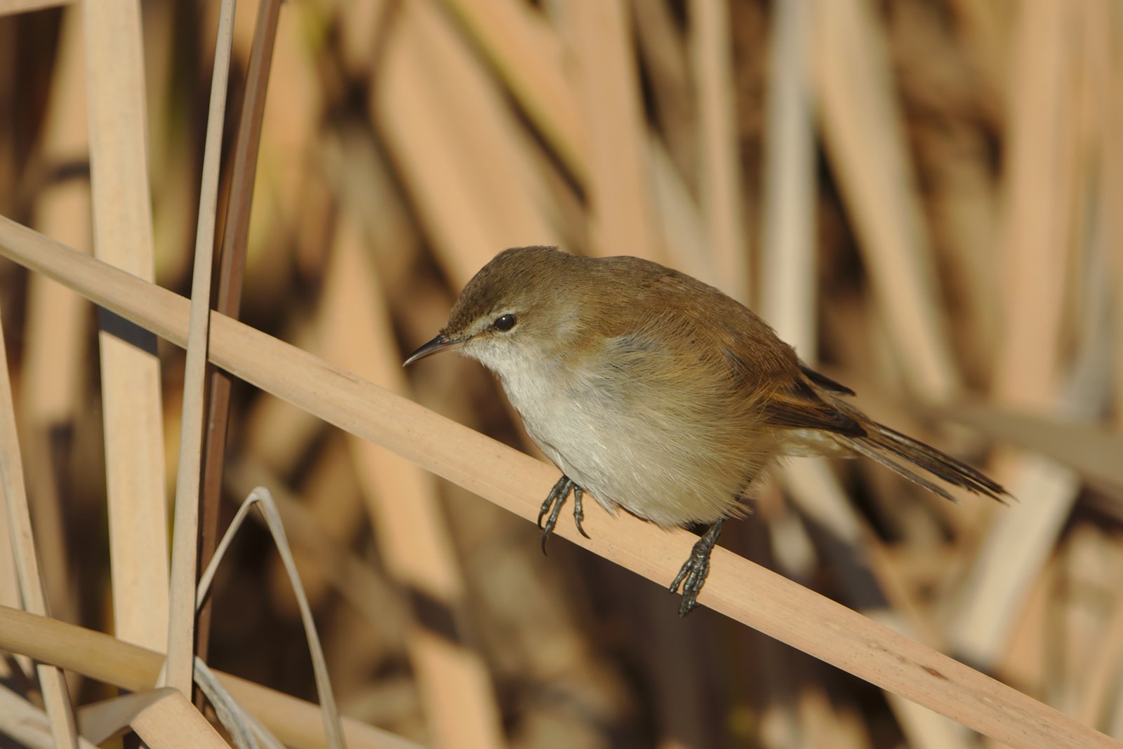 Kaapse rietzanger (Acrocephalus gracilirostris)