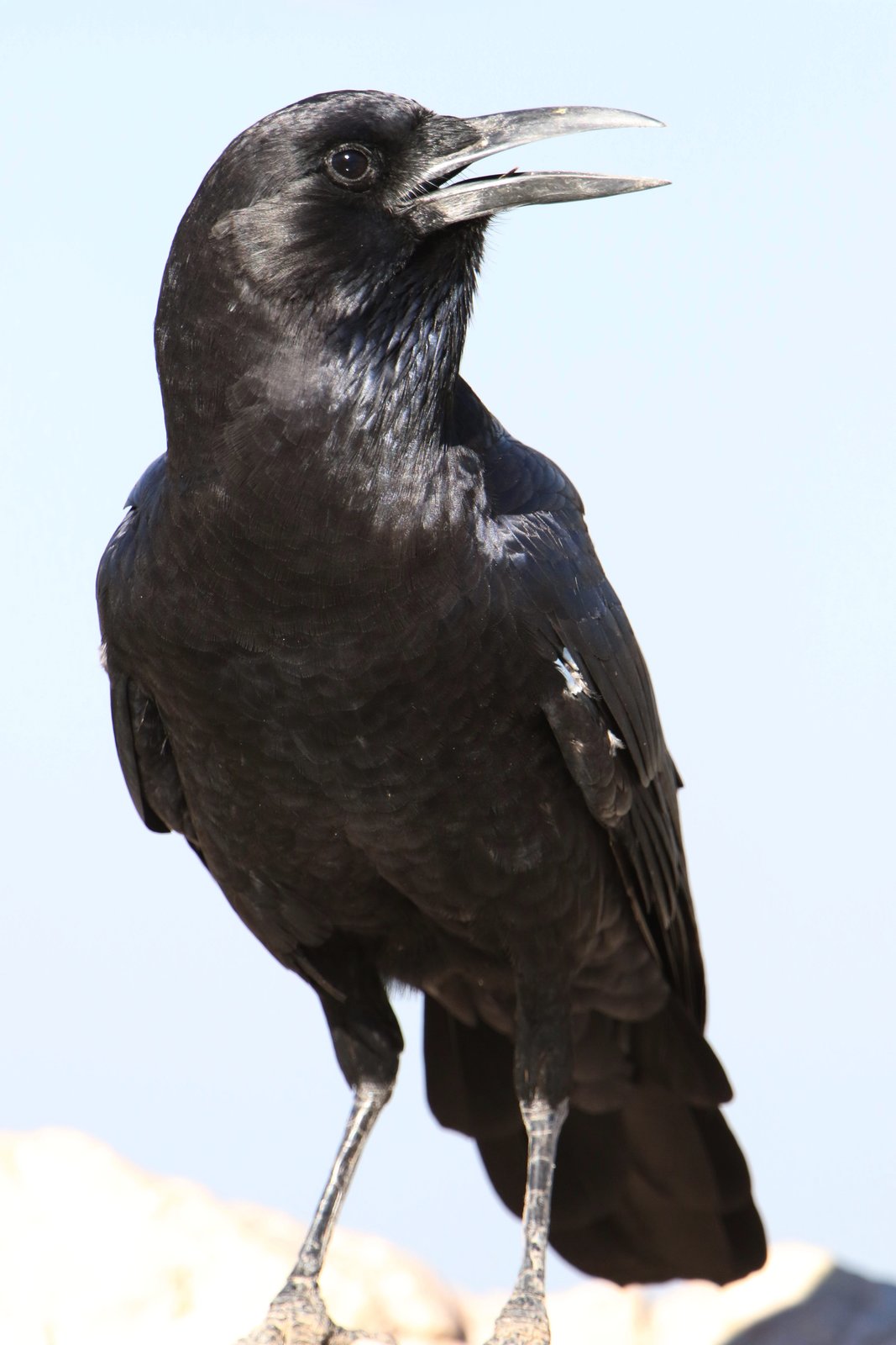 Kaapse roek (Corvus capensis)
