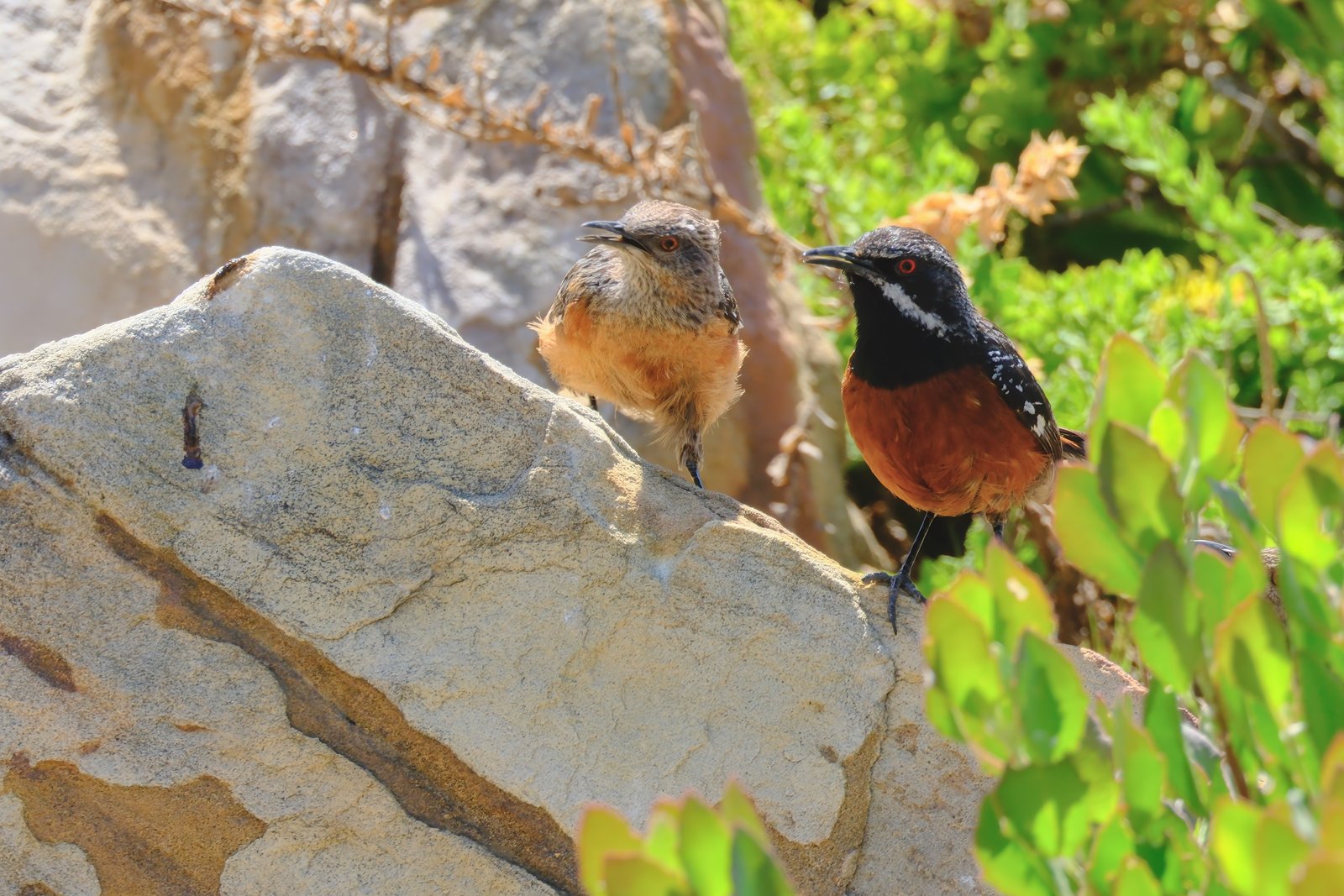 Kaapse rotsspringer (Chaetops frenatus)