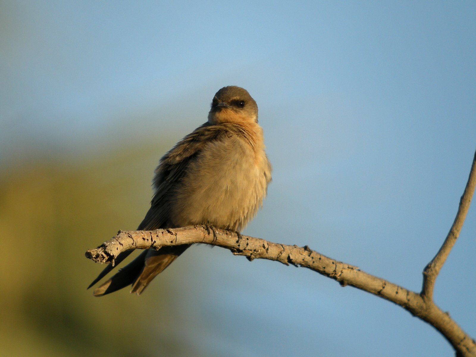 Kaapse rotszwaluw (Ptyonoprogne fuligula)