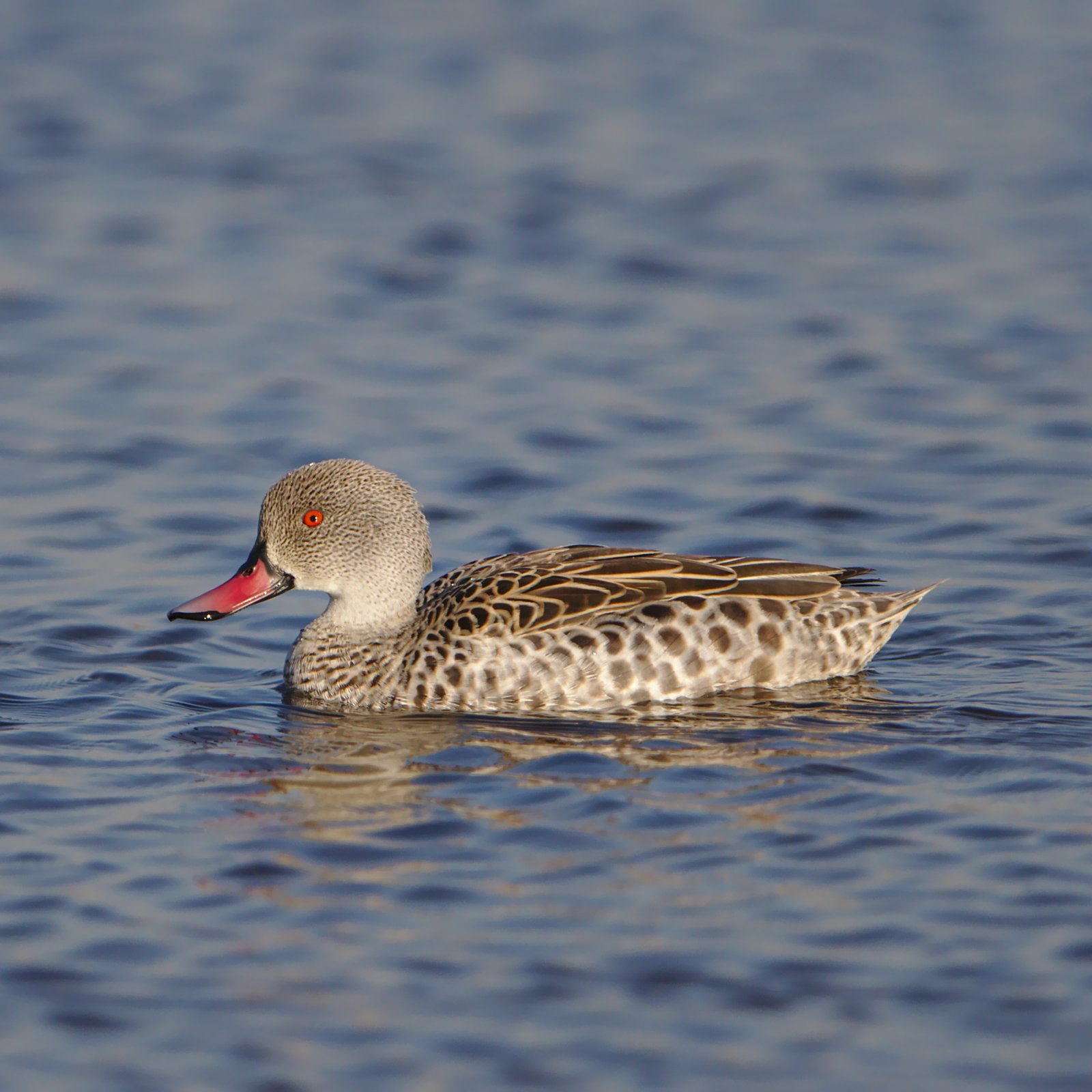 Kaapse taling (Anas capensis)