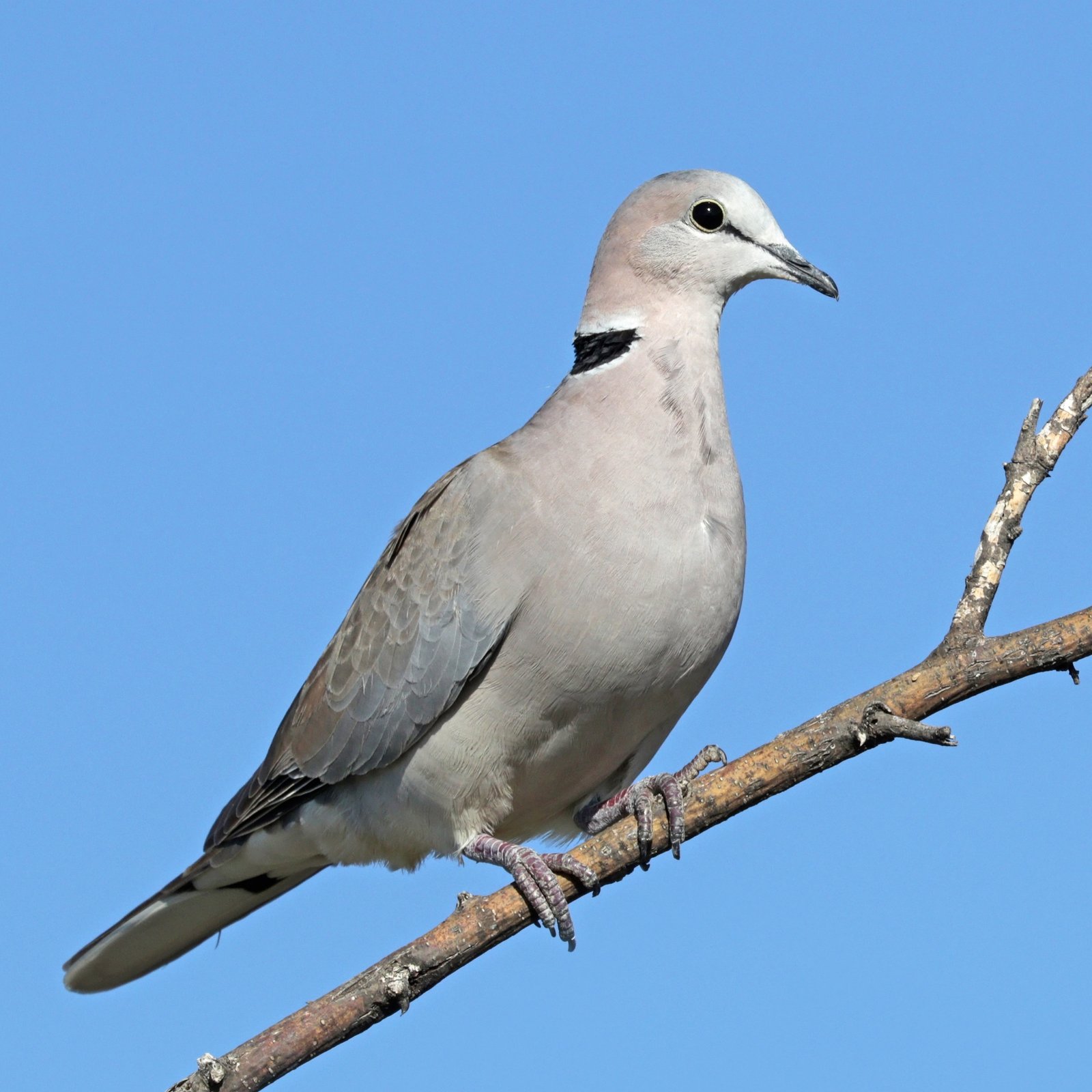 Kaapse tortel (Streptopelia capicola)