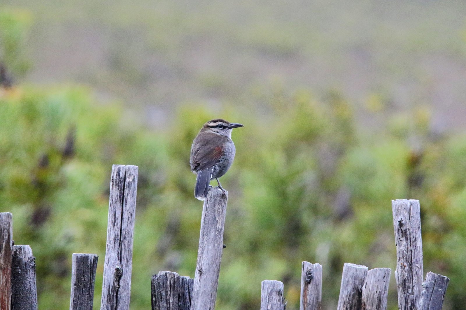 Kaapse tsjagra (Tchagra tchagra)