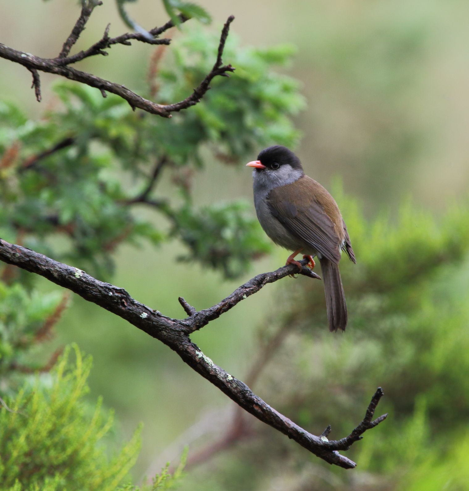 Kaapse zwartkop (Sylvia nigricapillus)