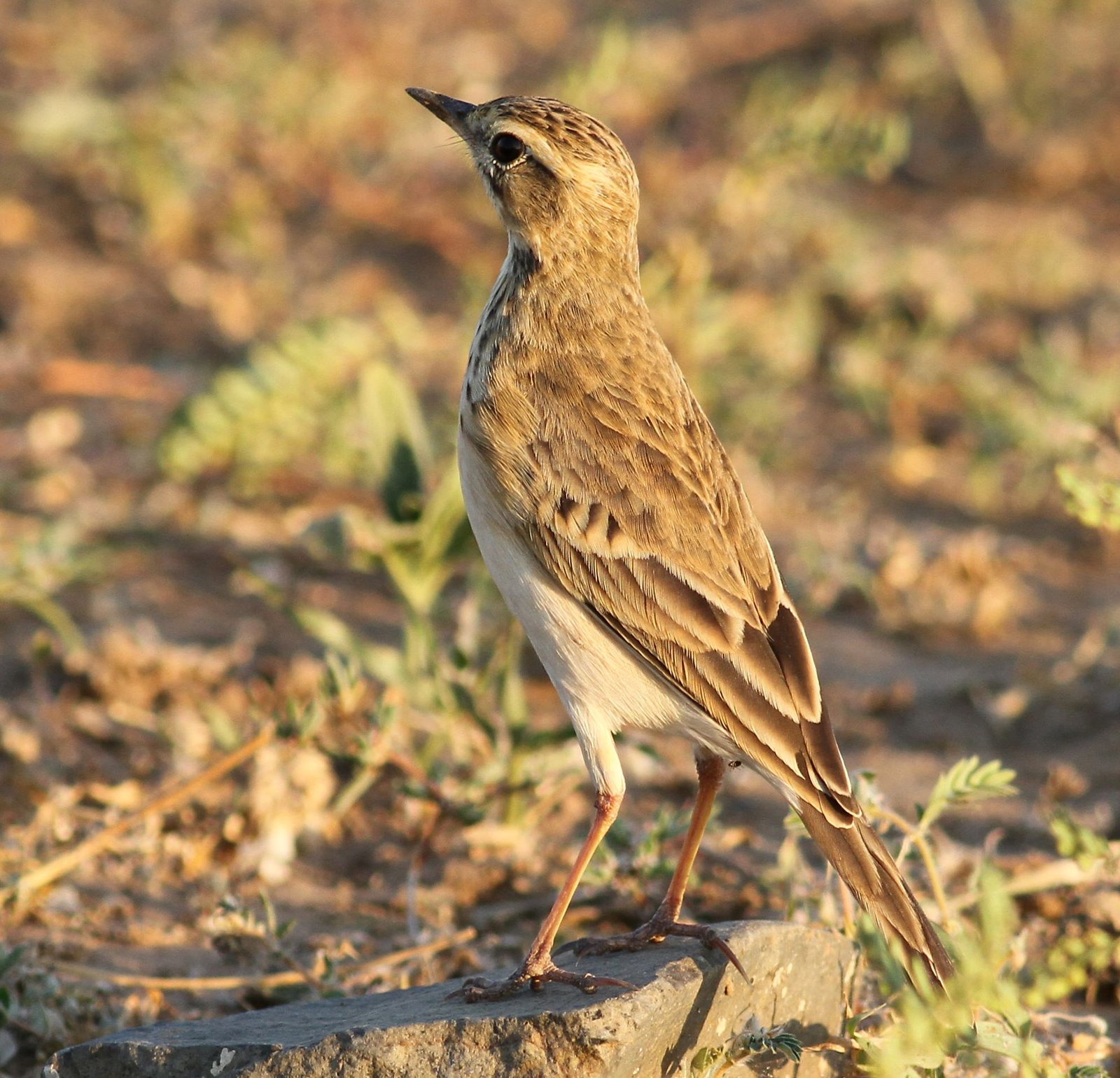 Kaneelpieper (Anthus cinnamomeus)