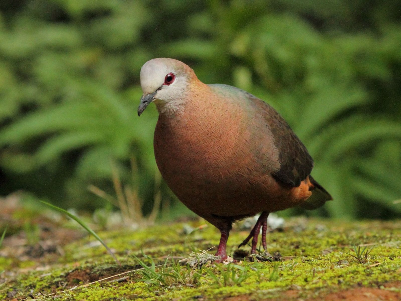 Kaneeltortel (Aplopelia larvata)