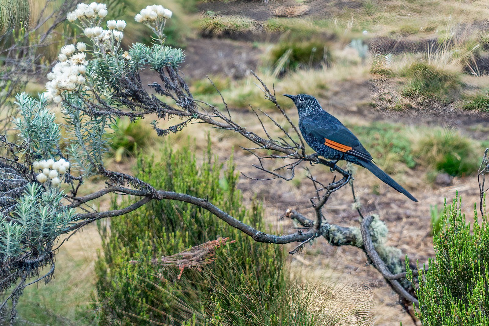 Kaneelvleugelspreeuw (Onychognathus tenuirostris)