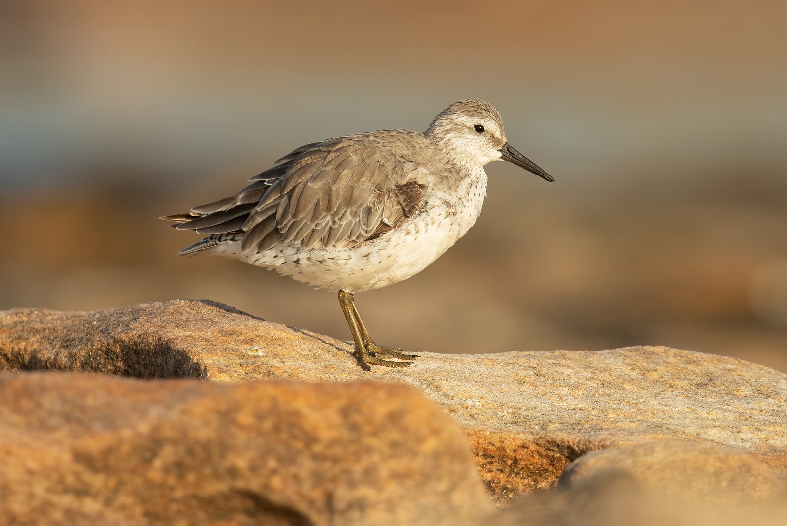 Kanoet (Calidris canutus)