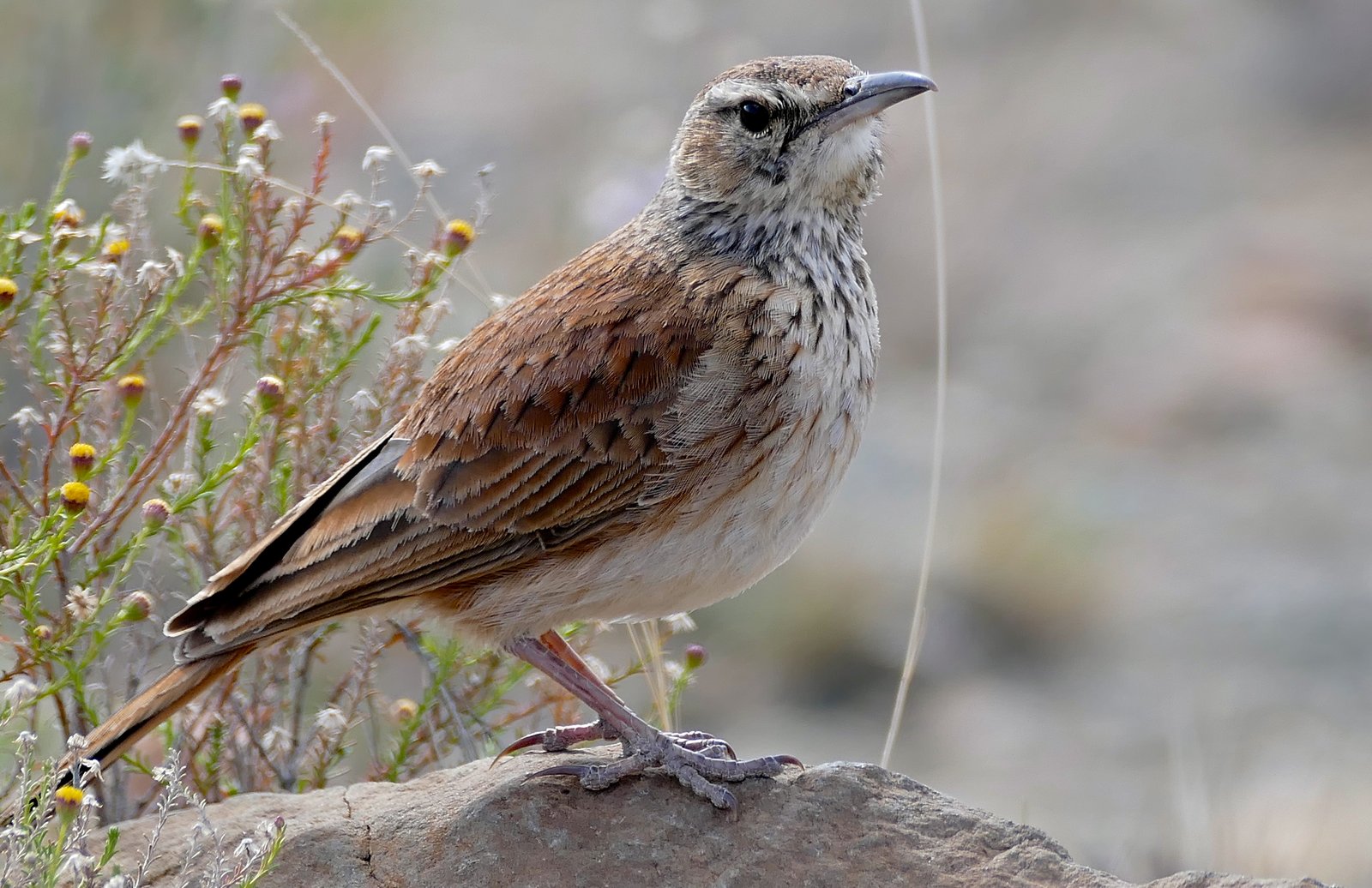 Karoolangsnavelleeuwerik (Certhilauda subcoronata)