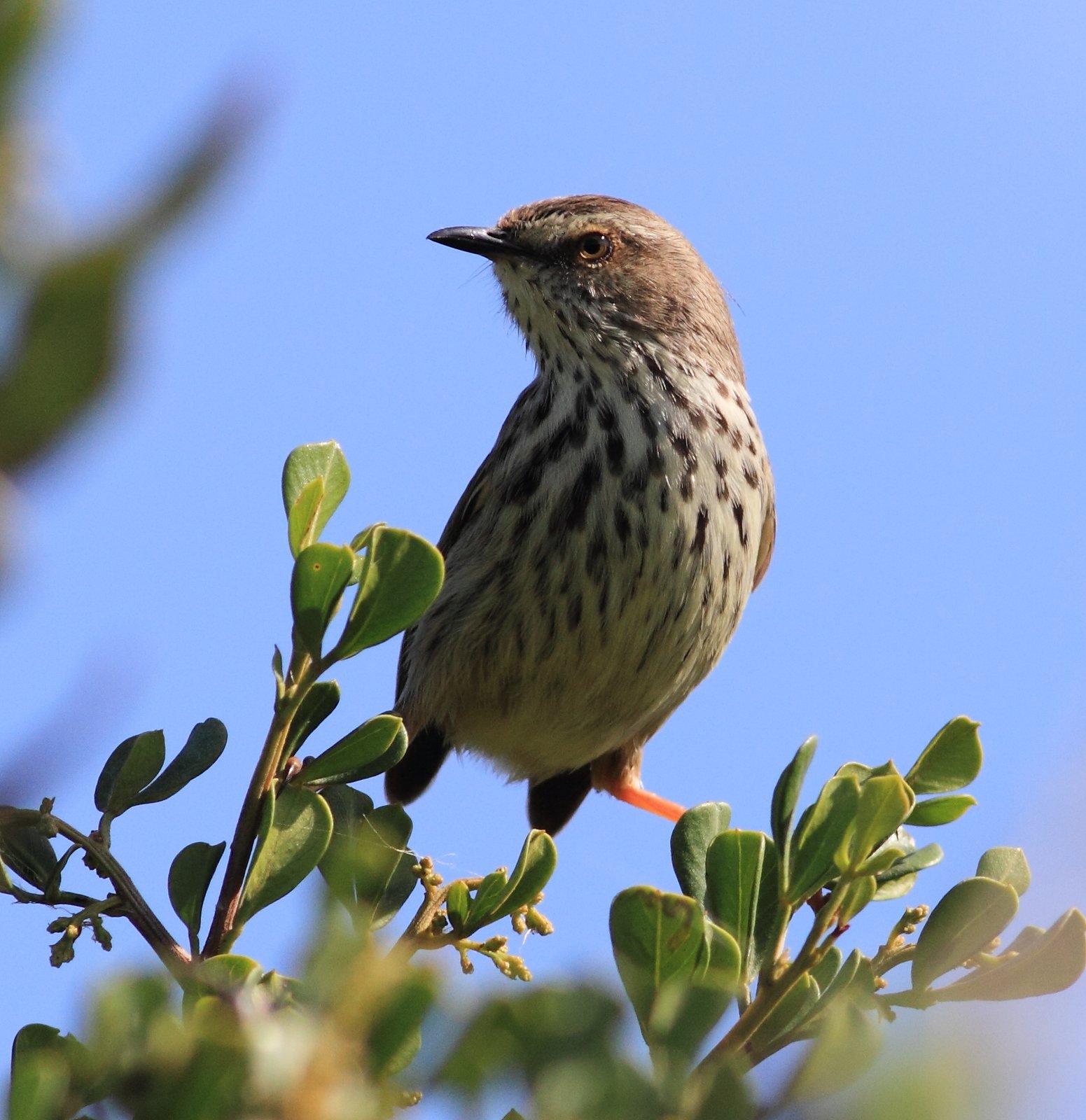 Karooprinia (Prinia maculosa)