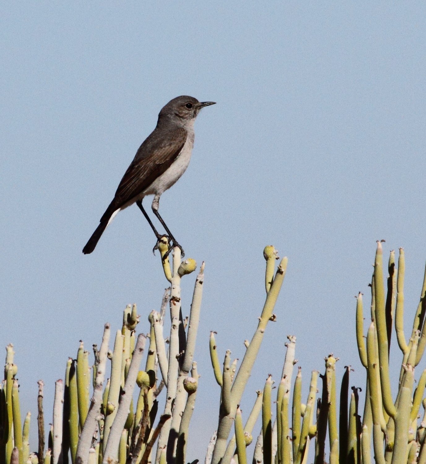 Karoospekvreter (Emarginata schlegelii)