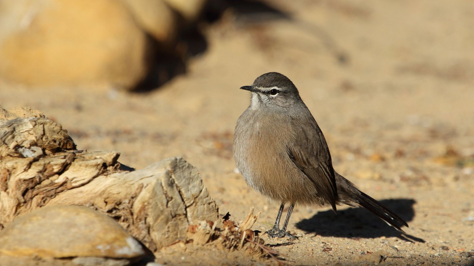 Karoowaaierstaart (Tychaedon coryphoeus)