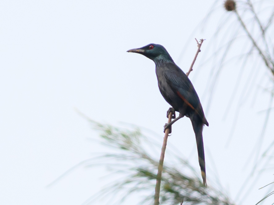 Kastanjevleugelspreeuw (Onychognathus fulgidus)
