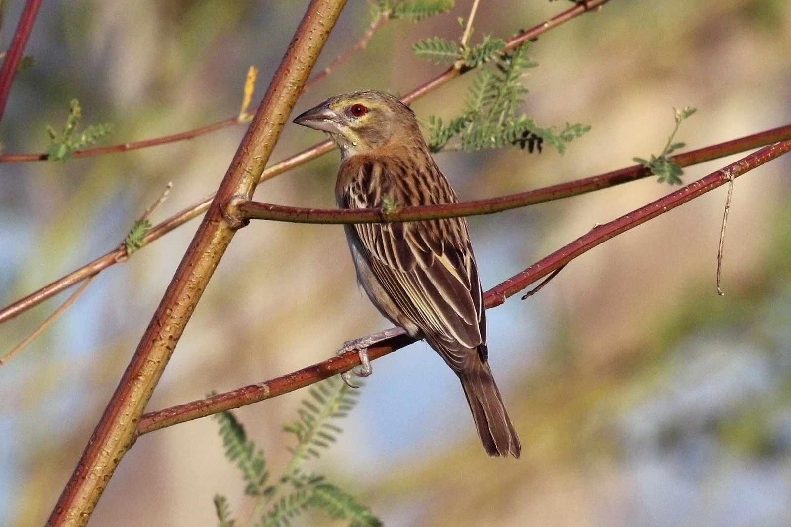 Kastanjewever (Ploceus rubiginosus)