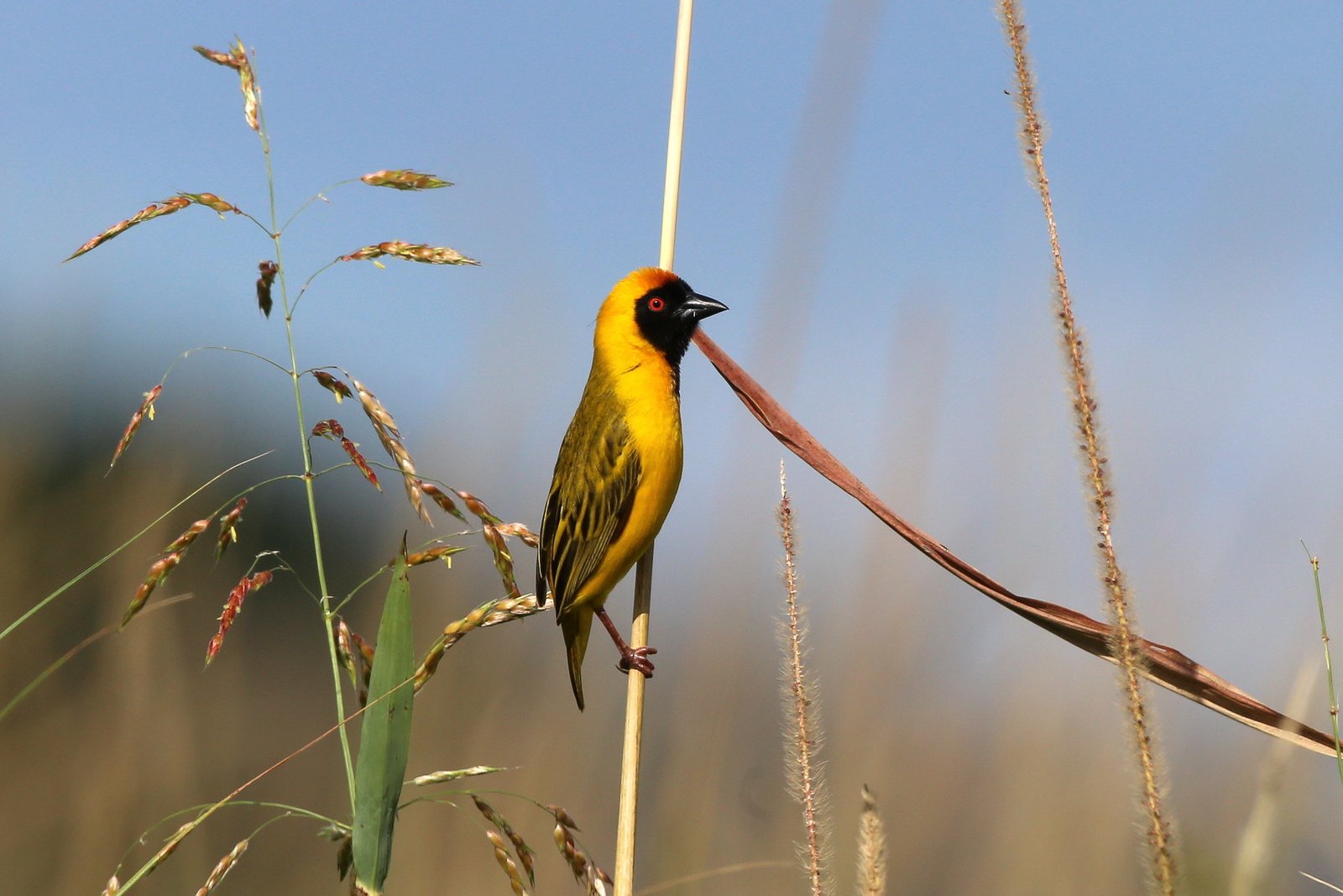 Katangamaskerwever (Ploceus katangae)