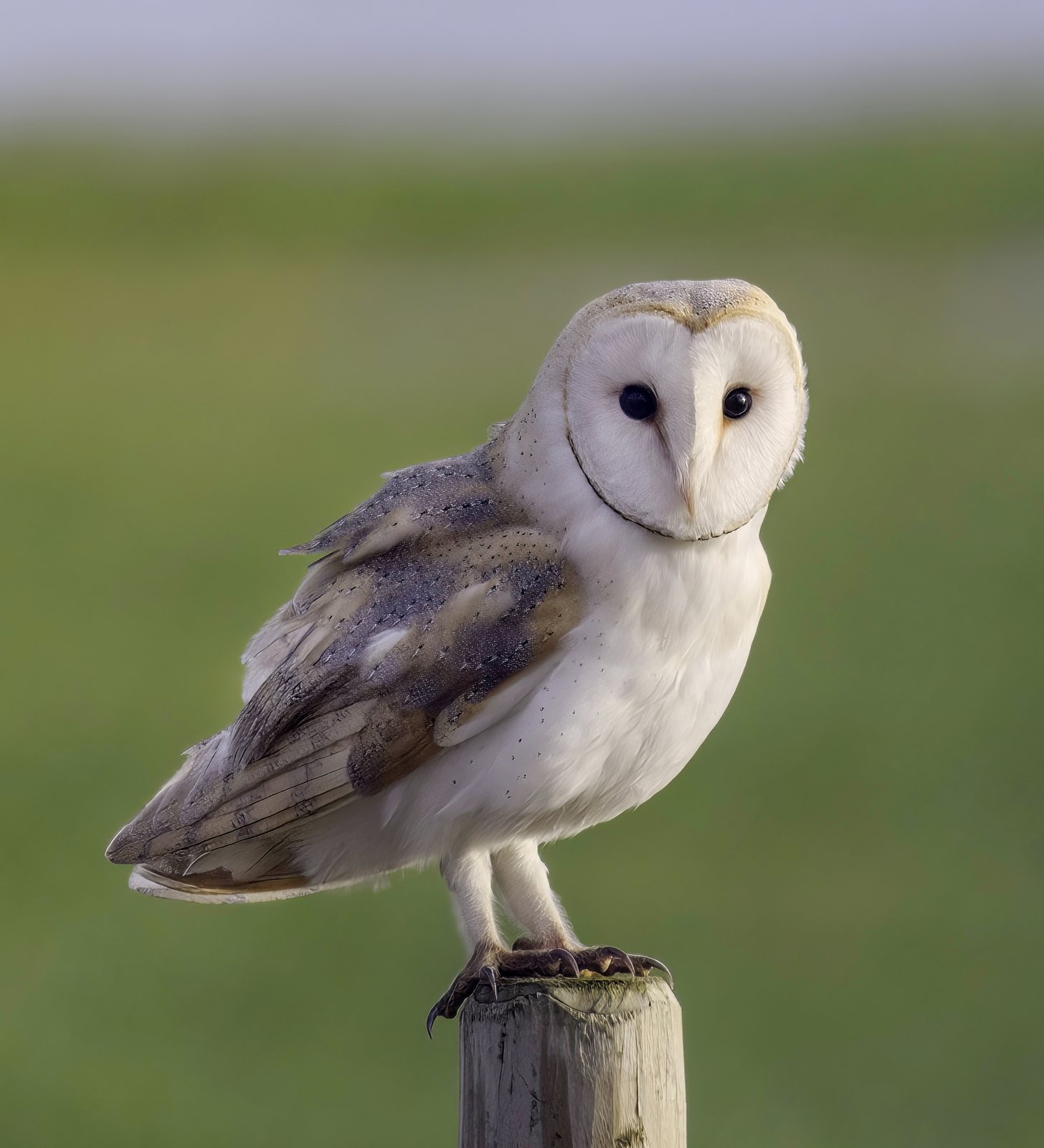 Kerkuil (Tyto alba)
